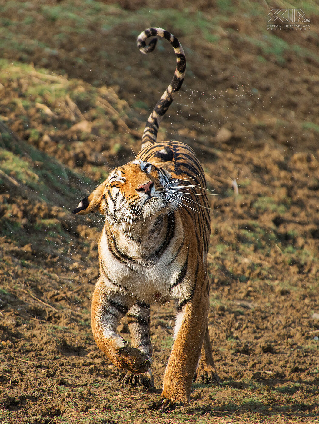 Tadoba - Tigress After the tigress tried to attack a couple of sambar deers twice, she came out of the water and she slowly walked to our jeep.<br />
<br />
At that time she was called P2 but a naturalist guide in Kabini told me recently that this tigress is now called Maya and she is the reigning queen of Pandharpauni (Tadoba). She had 2 cubs in 2013 and 3 cubs in 2015. Stefan Cruysberghs